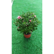 Serada Decor Plant Videolu Açık Pembe Kasımpatı 1 Adet Saksılı 20-40 cm Teras Bitkisi (Chrysanthemum)