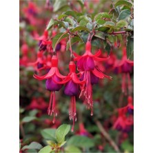 Serada Decor Plant Videolu Küpe Çiçeği Kırmızı Saksılı Küpe Çiçeği (20 25 Cm)1 Adet Saksılı Dış Mekan Bitkisi