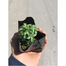 Serada Decor Plant Videolu Fesleğen Fidesi (15 25 Cm) 1 Adet Tüplü Iç/dış Mekan Bitkisi