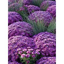 Serada Decor Plant Videolu Mor Renk Kasımpatı Çiçeği 1 Adet Saksılı 10-25 cm Teras Bitkisi (Chrysanthemum)