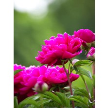 Serada Decor Plant Videolu Pembe Şakayık, Erengül Çiçeği 20-30 Saksılı Çiçekli Bodur Bitkiler (Paeoniaceae Pink)