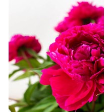 Serada Decor Plant Videolu Pembe Şakayık, Erengül Çiçeği 20-30 Saksılı Çiçekli Bodur Bitkiler (Paeoniaceae Pink)