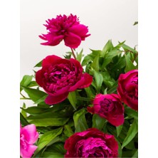 Serada Decor Plant Videolu Pembe Şakayık, Erengül Çiçeği 20-30 Saksılı Çiçekli Bodur Bitkiler (Paeoniaceae Pink)