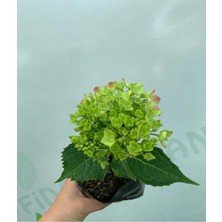 Serada Decor Plant Videolu Ortanca Çiçeği 4 Adet Saksılı/tüplü Dış Mekan Bitkisi