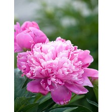 Serada Decor Plant Videolu Pembe Şakayık, Erengül Çiçeği 20-30 cm Saksılı Çiçekli Bodur Bitkiler (Paeoniaceae Pink)