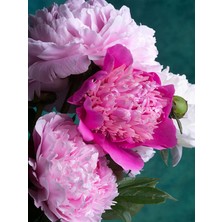 Serada Decor Plant Videolu Pembe Şakayık, Erengül Çiçeği 20-30 cm Saksılı Çiçekli Bodur Bitkiler (Paeoniaceae Pink)