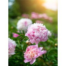 Serada Decor Plant Videolu Pembe Şakayık, Erengül Çiçeği 20-30 cm Saksılı Çiçekli Bodur Bitkiler (Paeoniaceae Pink)