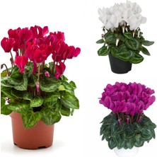 Serada Decor Plant Videolu 3 Renk Kırmızı Beyaz ve Mor 3 Adet Sıklamen 30-60CM Saksılı (Red White And Purple Cyclamen)