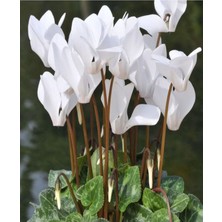 Serada Decor Plant Videolu 3 Renk Kırmızı Beyaz ve Mor 3 Adet Sıklamen 30-60CM Saksılı (Red White And Purple Cyclamen)