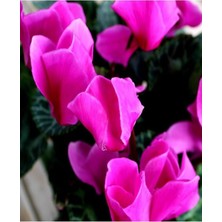 Serada Decor Plant Videolu 3 Renk Kırmızı Beyaz ve Mor 3 Adet Sıklamen 30-60CM Saksılı (Red White And Purple Cyclamen)