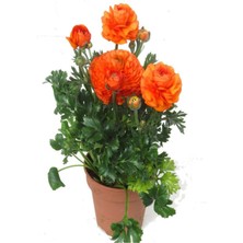 Serada Decor Plant Videolu 4 Renk 4 Adet Şakayık Çiçeği Fidanı 15-25CM Saksılı (Peony)
