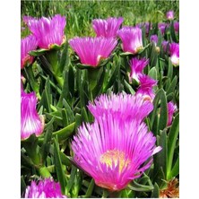 Serada Decor Plant Videolu Yer Örtücü 40 Adet Kazayağı Çiçeği 10-25CM Sasksılı (Columbine Flower)