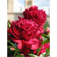 Serada Decor Plant Videolu Kırmızı Şakayık, Erengül Çiçeği 20-35 cm Saksılı Çiçekli Bodur Bitkiler(Paeoniaceae Red)