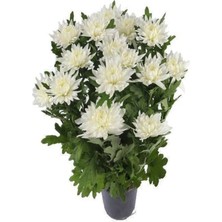 Serada Decor Plant Videolu Beyaz Renk Kasımpatı 1 Adet 10-25 cm Saksılı Balkon Salon Çiçeği (Chrysanthemum)