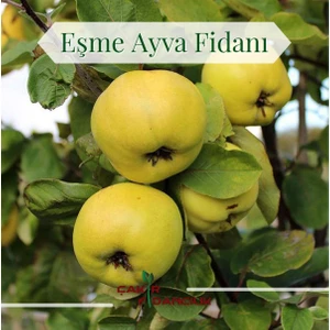 Eşme Ayva 3 Yaş Aşılı 120 Cm+ Boy Sertifikalı