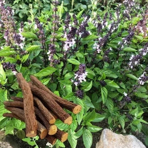 Meyan Kökü Fesleğen Tohumu Licorice Basil Seeds