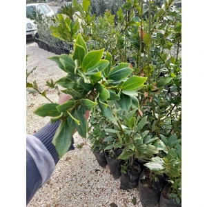 Defne Agacı Fidanı Boy 1m (Teynel)