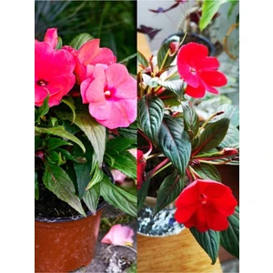 Serada Decor Plant Videolu Cam Güzeli Çiçeği Kırmız-Pembe 2 Adet Saksılı 20-40 cm Yeni Gine(Impatiens Walleriana)