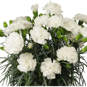 Ev Ve Bahçe Nadir Kokulu Sweet Pleasure White Karanfil Çiçeği Fidesi (2 Adet)