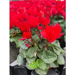 Serada Decor Plant Videolu 3 Renk Kırmızı Beyaz ve Mor 3 Adet Sıklamen 30-60CM Saksılı (Red White And Purple Cyclamen)