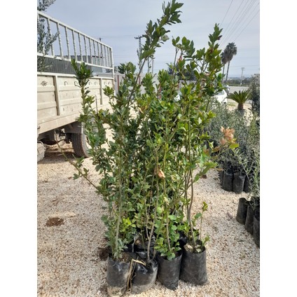 Defne Agacı Fidanı Boy 1m (Teynel) fiyatları