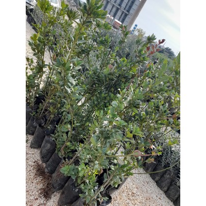 Defne Agacı Fidanı Boy 1m (Teynel) modelleri