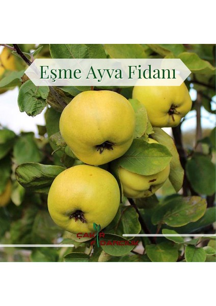 Eşme Ayva 3 Yaş Aşılı 120 Cm+ Boy Sertifikalı