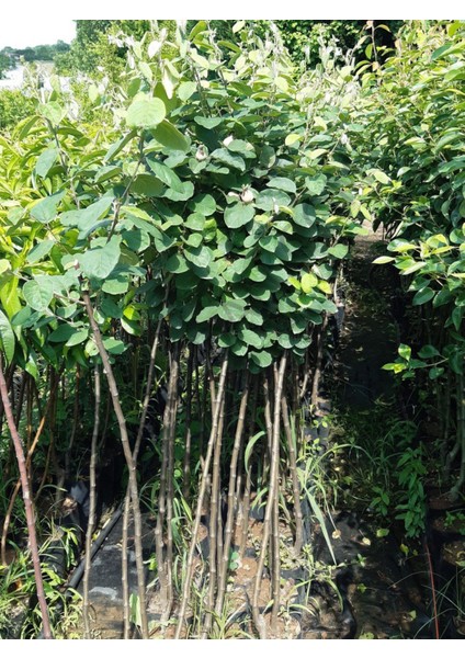 Eşme Ayva 3 Yaş Aşılı 120 Cm+ Boy Sertifikalı fiyatları