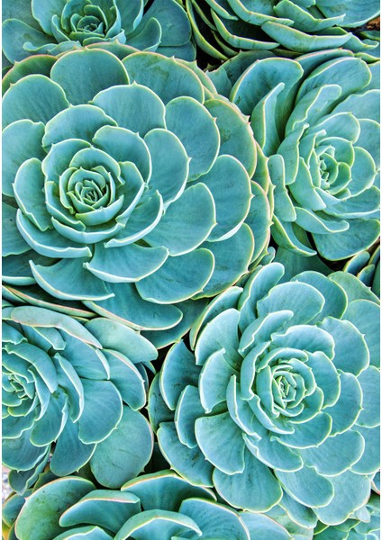 Dijital Baskı Dekoratif Kaymaz Taban Yıkanabilir Halı NO:1263 fiyatları