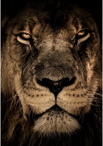 Dijital Baskı Dekoratif Kaymaz Taban Yıkanabilir Halı NO:1092 fiyatları