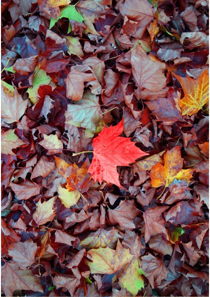 Dijital Baskı Dekoratif Kaymaz Taban Yıkanabilir Halı fiyatları