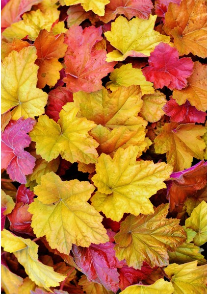 Dijital Baskı Dekoratif Kaymaz Taban Yıkanabilir Halı fiyatları