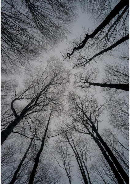 Dijital Baskı Dekoratif Kaymaz Taban Yıkanabilir Halı fiyatları