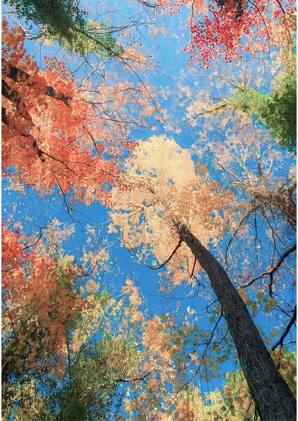 Dijital Baskı Dekoratif Kaymaz Taban Yıkanabilir Halı fiyatları