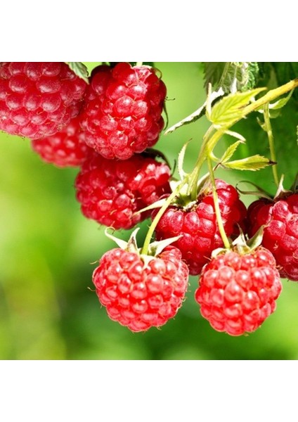 Tüplü Ruby Ahududu Fidanı