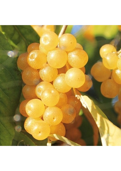 Tüplü Şifalı Sarı Güz Zeytini Japon Iğdesi Fidanı