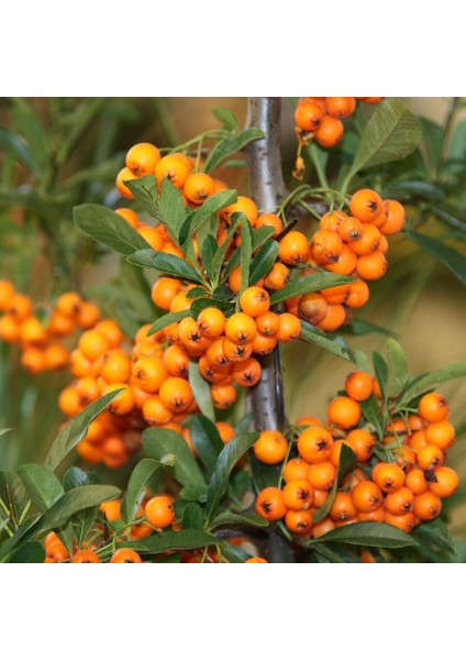 Tüplü Yalancı Yabani Hippophae Rhamnoides Iğde Fidanı