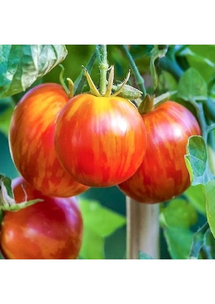 Tigerella Domates Tohumu (15 Tohum)