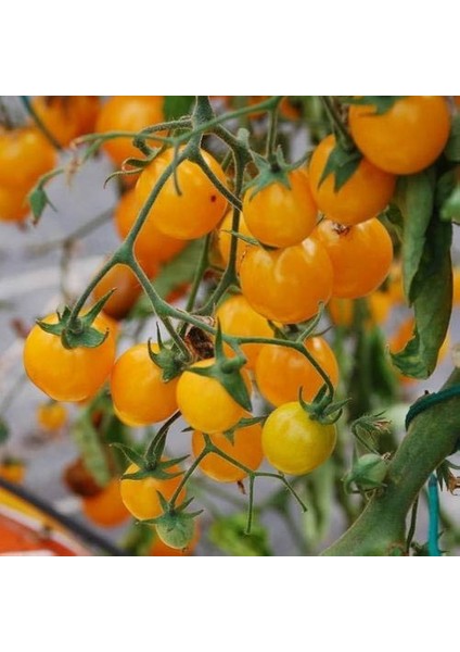 Heirloom Gold Cherry Nugget Domates Tohumu (15 Tohum)