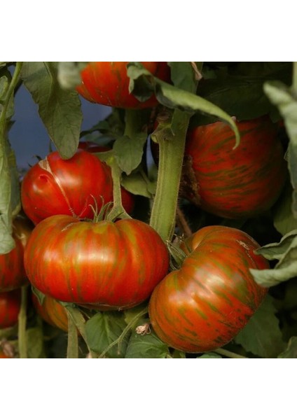 Aromatik Chocolate Stripes Domates Tohumu(15 Tohum)