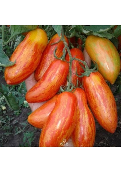 Casady's Folly Domates Tohumu(15 Tohum)