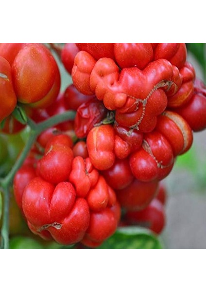 Bol Yavrulu Woyage Domates Tohumu (15 Tohum)