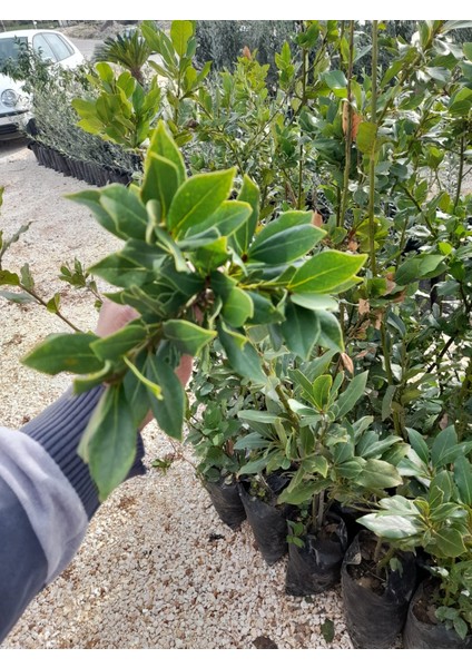 Defne Agacı Fidanı Boy 1m (Teynel)