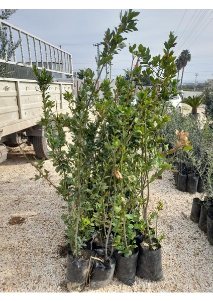 Defne Agacı Fidanı Boy 1m (Teynel) fiyatları
