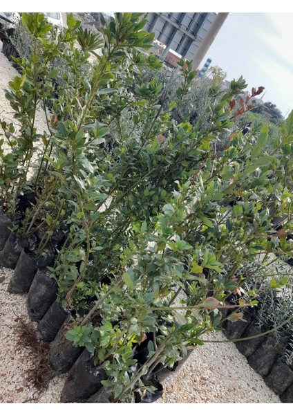 Defne Agacı Fidanı Boy 1m (Teynel) modelleri