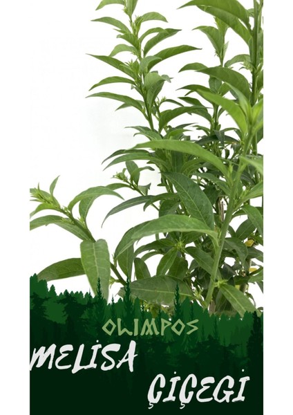 Videolu Kokulu Melisa Çiçeği 2 Adet Saksılı/ Tüplü 30-60CM Bahçe Bitkisi fırsatları