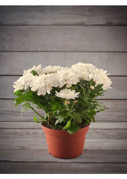 Videolu Beyaz Kasımpatı Sonbahar Hüzün Çiçeği 1 Adet Saksılı 10-20 cm (Chrysanthemum) fiyatları