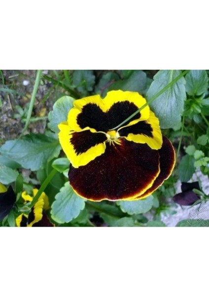 Videolu 30'lu Sarı Kahverengi Hercail Menekşe Fidanı 5-15 cm Tüplü Çiçekli Bodur Bitkiler Viola fiyatları