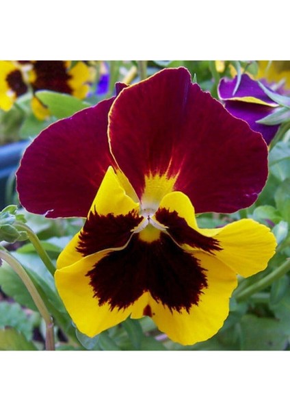 Videolu 30'lu Sarı Kahverengi Hercail Menekşe Fidanı 5-15 cm Tüplü Çiçekli Bodur Bitkiler Viola modelleri