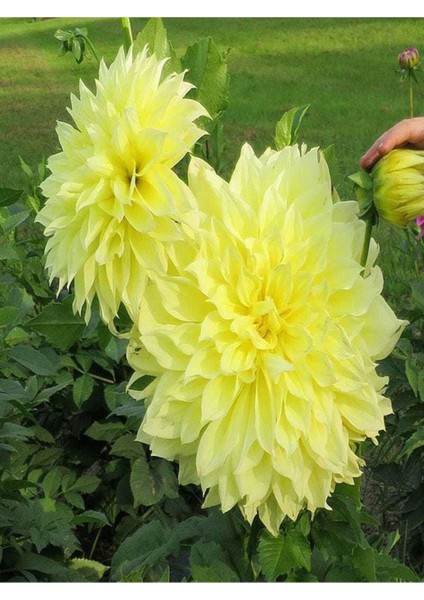 Videolu Canlı Sarı 1 Adet Yıldız Çiçeği Fidesi 20-30CM Saksılı (Ornithogalum)